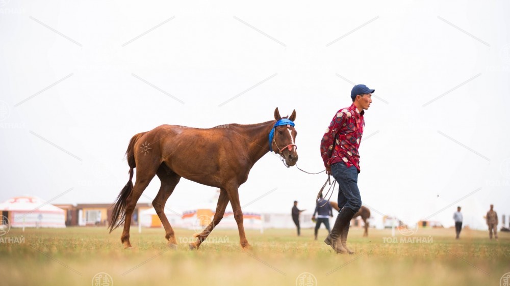  Зээрд халзан