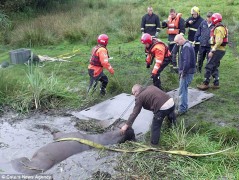 Намагт шигдсэн морийг аврагчид гаргажээ