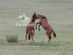 Азарганы ноцолдоон