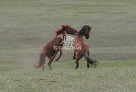 Азарганы ноцолдоон