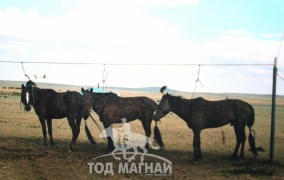 Аймгийн Алдарт уяач Ж.Цэрэндорж: Халзан азарганыхаа зургаа дахь үеийн төлөөр наадаж байна