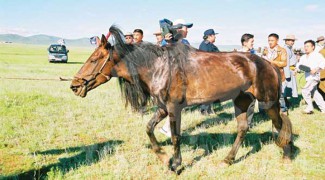 АХ-ын 85 Их монгол улс байгуулагдсаны 800 жилийн ойн баяр наадмын түрүү Б.Жаргалсайханы Даатгал хээр