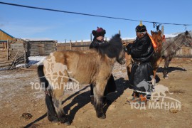 МУ-ын Алдарт уяач Г.Намсрайдорж: Хээр азарганы маань төл бүсийн наадмын түрүүг авчирсан