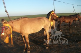 Аймгийн Алдарт уяач С.Гомбосүрэн: Дорнодын ойд ганцхан адуутай очоод түрүүлгэсэндээ баяртай байдаг