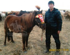 Аймгийн Алдарт уяач Л.Өлзийбаяр: Холхоон зээрд даагандаа дөрөв түрүүлсэн