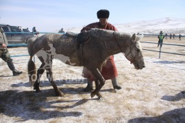 Баттөмөрийн Болдбаатарын бор морь хөлсний хашаанд