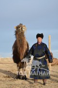 МУ-ын Гавъяат малчин, МУ-ын Алдарт уяач Ц.Шинэн: Дөмөг учраатай таарсан бөх улам сайжирдагтай адил бэсрэгтэй хамт уягдсан монгол тэмээ хурдаараа дутна гэж байхгүй