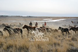 Алтай сумын МСУХ-ны тэргүүн, аймгийн Заан С.Доржготов:Сүүлийн жилүүдэд нутгийн адууны тоо толгой өсөж байна