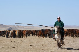 Аймгийн начин Б.Нармандах: Хүрэн морьдын амжилтаараа аймгийн Алдарт уяач цолны болзлыг давуулан биелүүлсэн