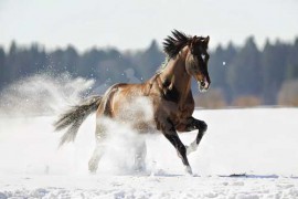 Германы морин спортын тухайд