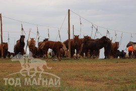 Тод манлай Д.Ононгийн уяагаар