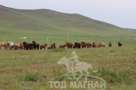 Тод манлай Д.Ононгийн уяагаар